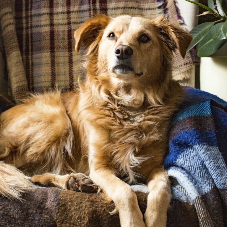 pet dog_1200_1200_2