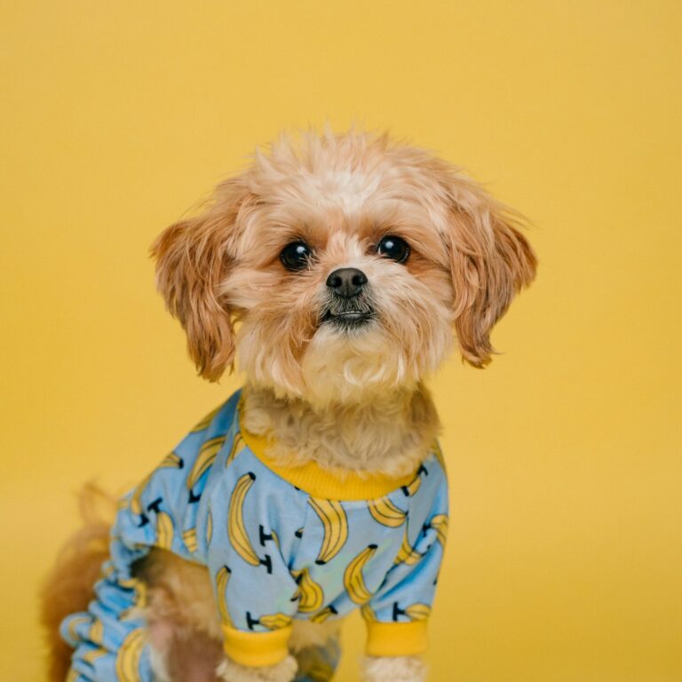 pet dog_1200_1200_3