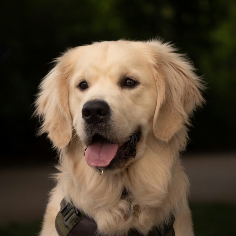 pet dog_1200_1200_8