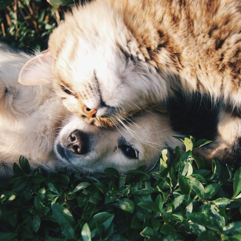 pet_1200_1200_1
