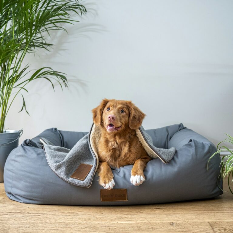 pet_1200_1200_3