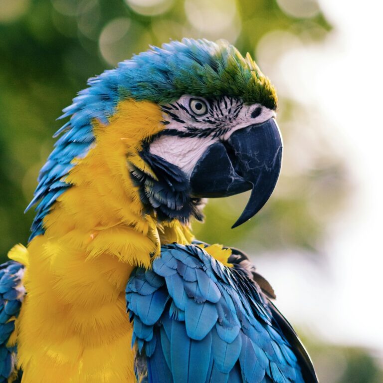 parrot pet_1200_1200_1